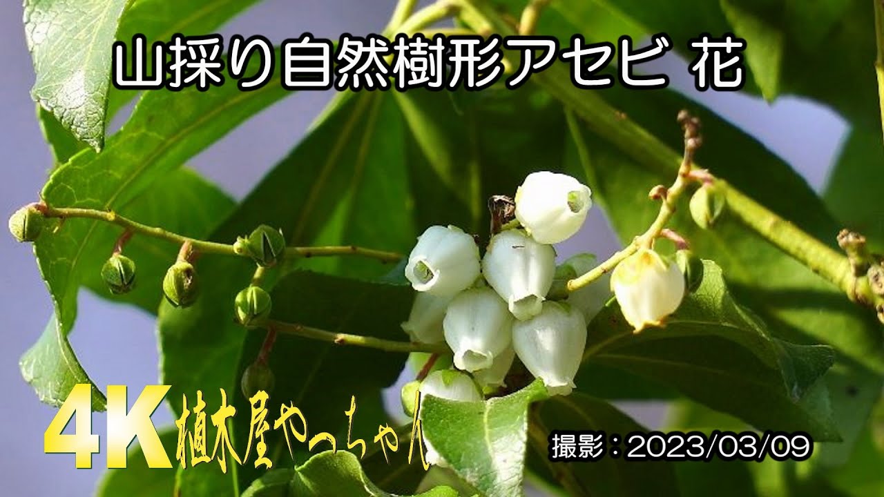 山採り自然樹形春一番に咲くアセビ 花 2023 - YouTube