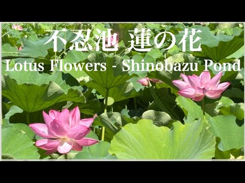 上野不忍池の蓮 2025年夏 Lotus flowers blooming at Shinobazu Pond
