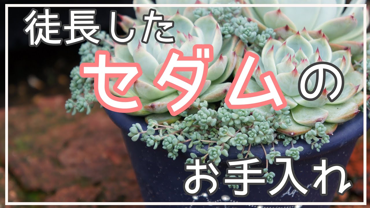 お手入れ】セダム 徒長パープルヘイズのカット方法! 多肉植物 - YouTube