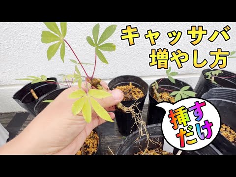 How to grow cassava - just insert it! - YouTube