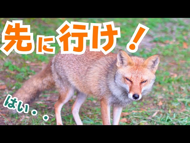 Getting up early was a waste, but the fox was rushing me on the