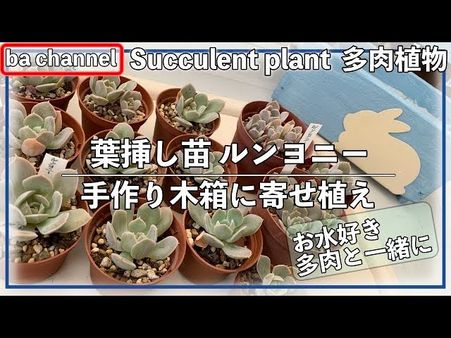 266{多肉植物}葉挿し苗ルンヨニー丼🥗鉢減らしで冬管理を楽に