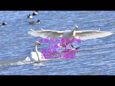 水原川白鳥飛来地の白鳥とカモ 福島県二本松市 2026/2/19撮影 - YouTube