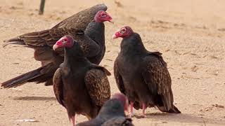 Turkey Vultures — Susan Kirby