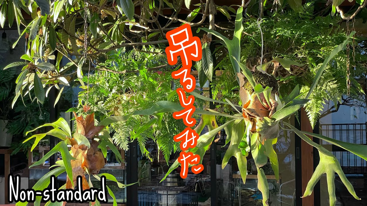 コウモリラン】吊るしてみました【ビカクシダ】 - YouTube