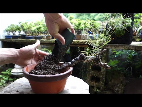 Bonsai diary ♯119「山採りしてきた赤松の植え付け #2」 - YouTube
