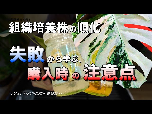 組織培養株の選び方】なぜ枯れる？購入時に見るべきポイントとは