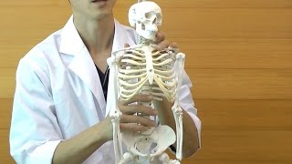 ショーティー・1/2縮尺型全身骨格モデル，吊り下げスタンド仕様 | 日本