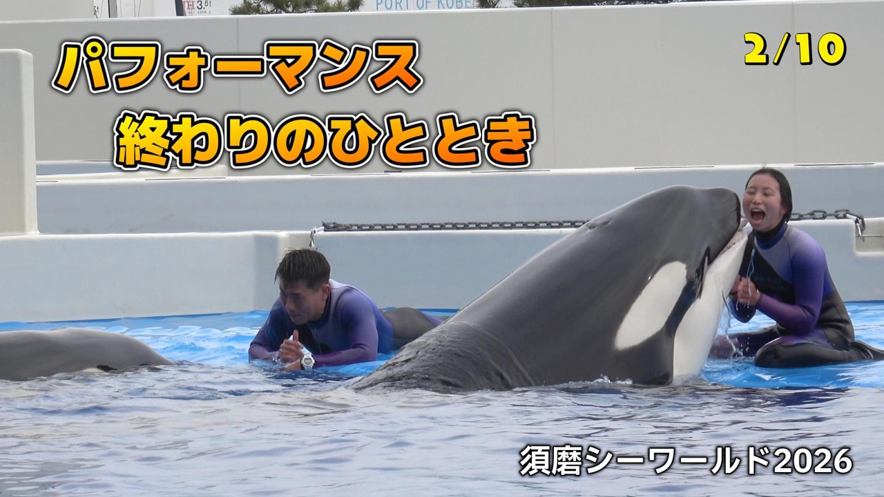 シャチ】楽しそうな、パフォーマンス終わりのひととき【須磨シー