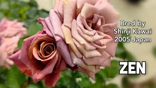 ZEN ROSE plant by Shinji Kawai 2005 Japan Happy Valentine