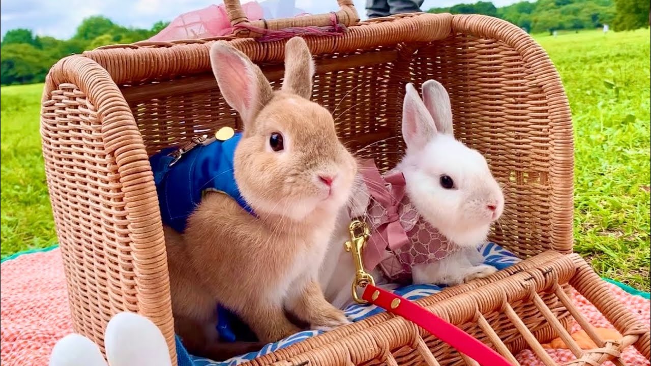 77 リアルピーターラビットとピクニック！？広い公園をぴょんぴょん