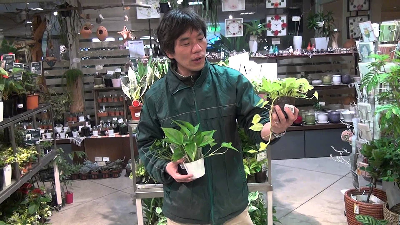 ポトス（ライムコンパクト）の育て方・日常管理 - YouTube