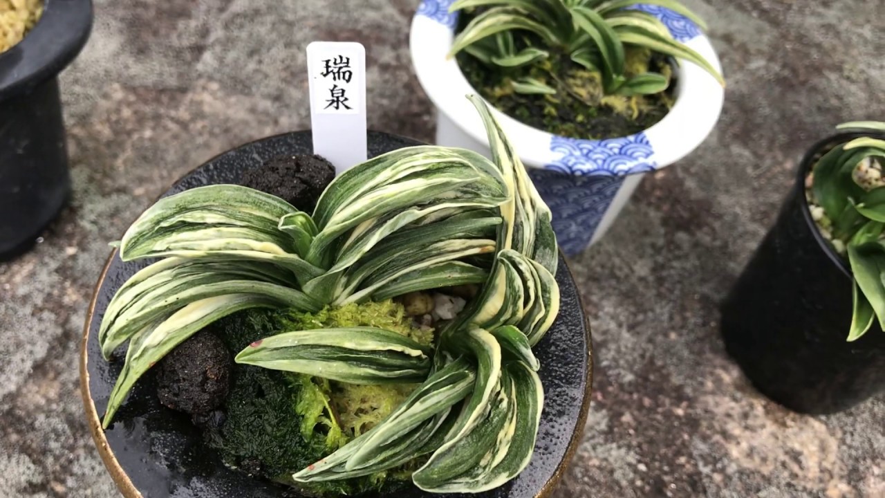 Introduction to Zuisen Varieties] The charm of the evergreen