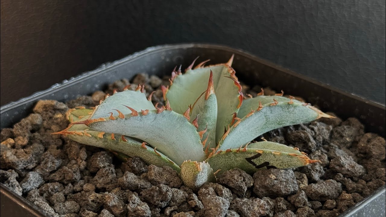 アガベ・チタノタブルー選抜/L18（芽）-004｜agave titanotablue_L18