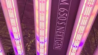 OPTIC SLIM 650S NextGen V2 650w (調光機能、3 Dimmers) 照射距離