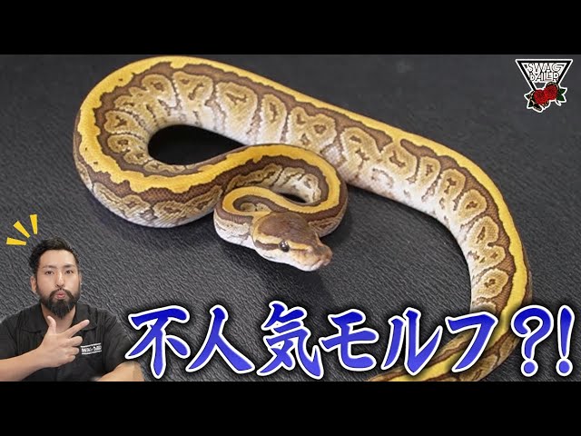 I want to share the charm of this morph! [Ball Python] - YouTube