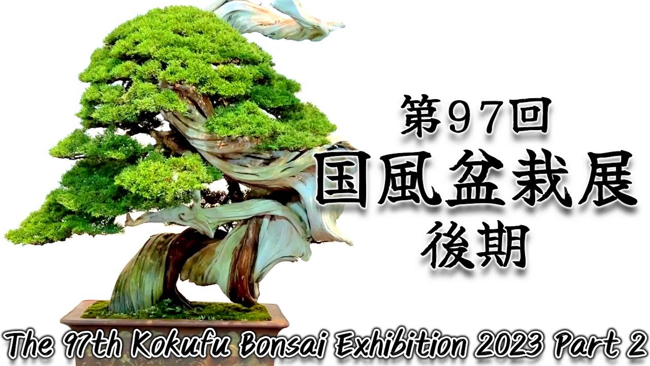 盆栽】第97回 国風盆栽展 後期【Bonsai】The 97th Kokufu Bonsai