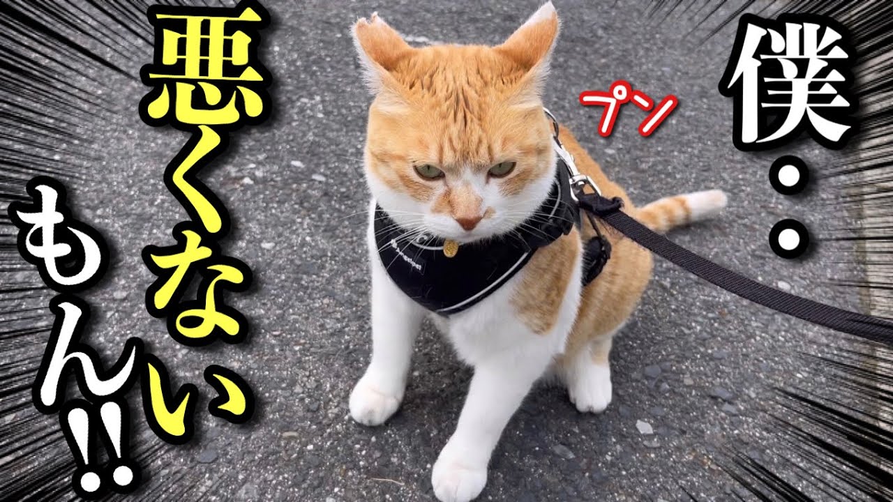 Here is The Cat That Chased The Homeless Cat And was Scolded By