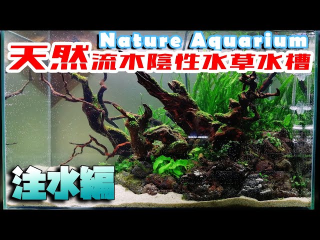 Driftwood Nature Aquarium Layout / Shade-Shaded Aquatic Plants