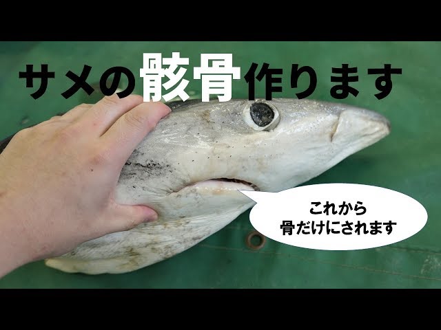世界一美しいサメ、ヨシキリザメの頭骨標本の製作が結構大変だった件