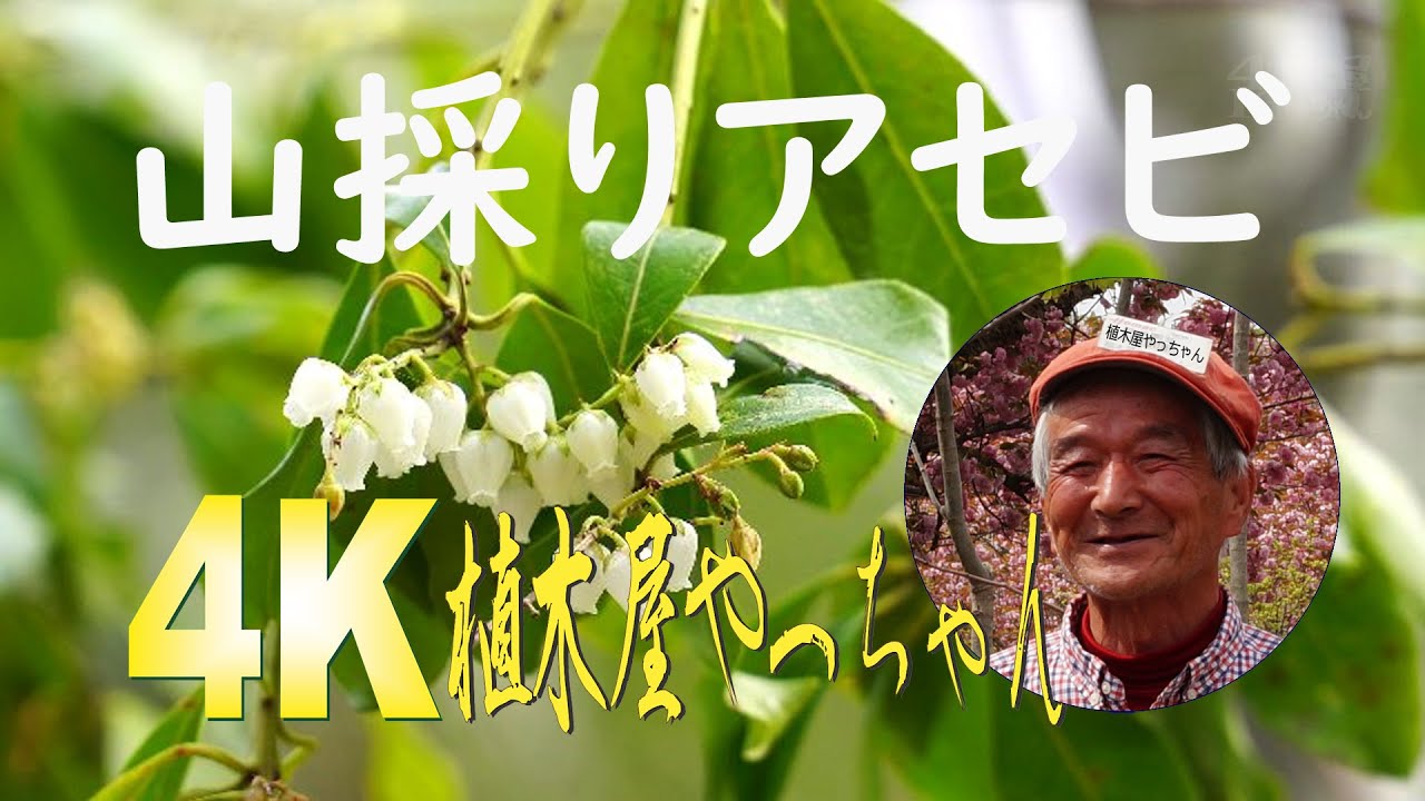 山採りアセビ 花 2021 #お庭の必須アイテム - YouTube