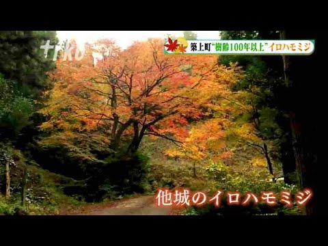 樹齢100年以上”イロハモミジ～紅葉シリーズその5 福岡・築上町