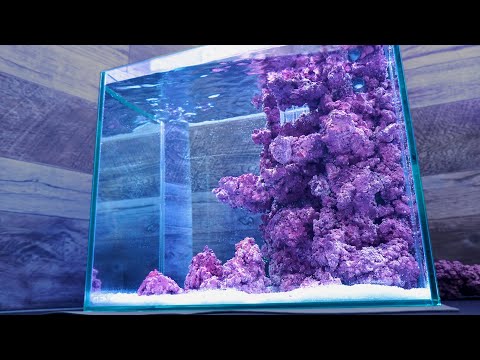 Create a 15-liter ocean with sea anemones in the sand and beardies