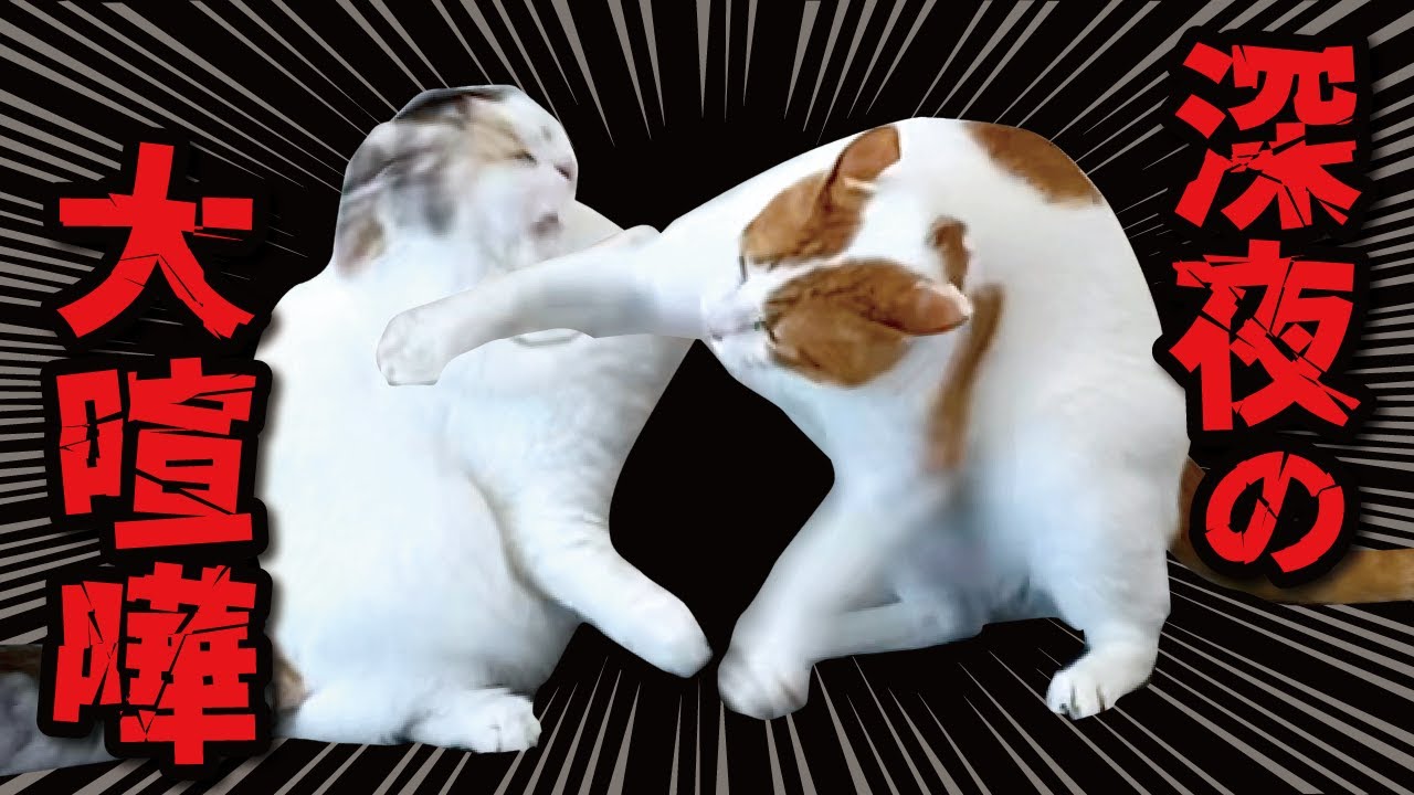 夜中に猫たちが大喧嘩してしまい大変でした…【関西弁でしゃべる猫