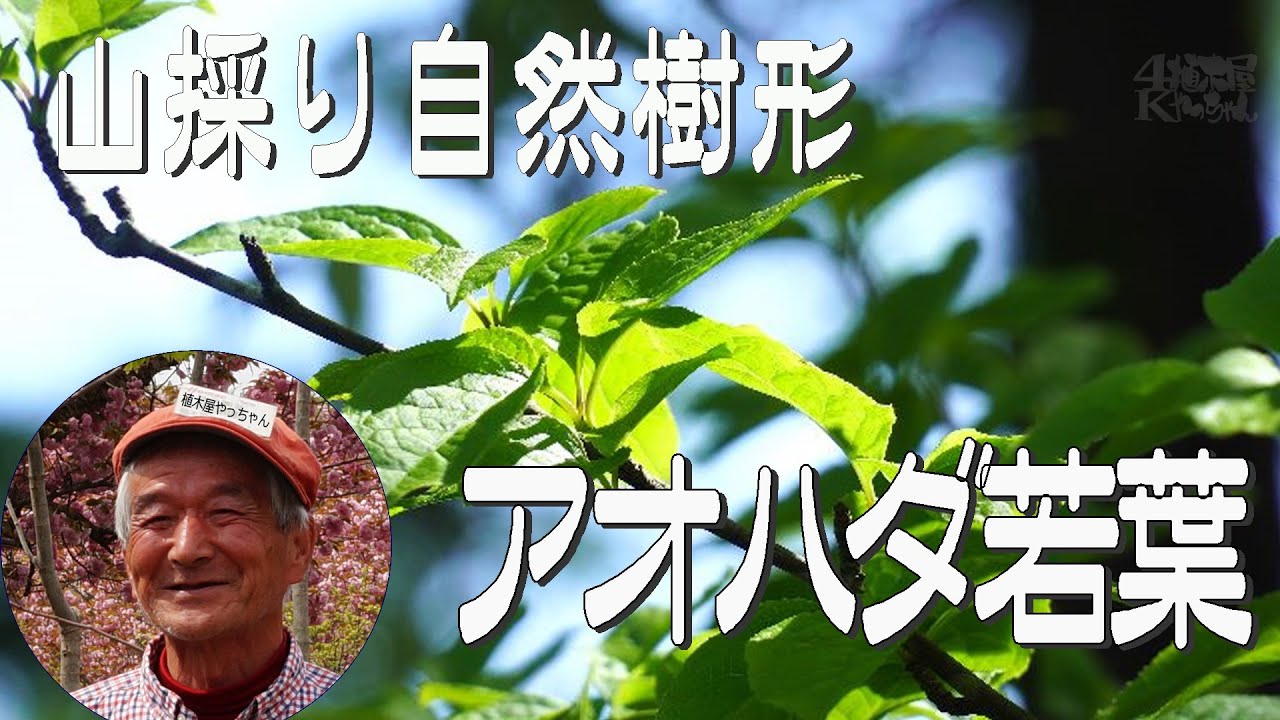 逸品。山採りアオハダ2.8M(鉢底から) 逸品。山採りアオハダ3.1M(鉢底から)