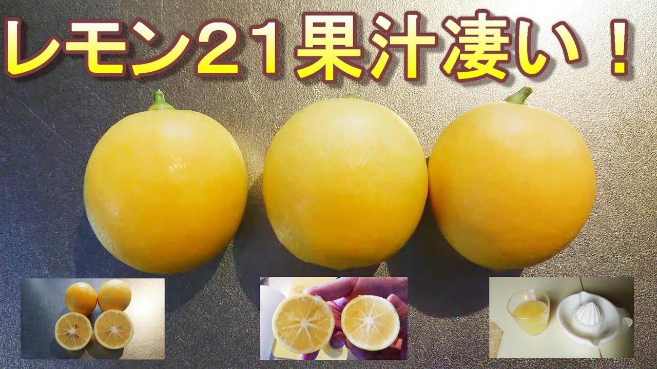 鉢植え 室内育ち レモン21 初収穫！ 中はどうなってる？First