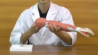 3B Scientific 筋肉上肢模型 左腕 筋肉解剖 6分解モデル 3B Scientific