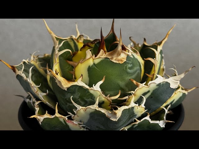 20260126 アガベ・チタノタ白鯨（覆輪）中-006｜agave titanota white