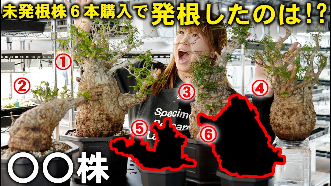 Final Chapter] Super high-quality Opelcricaria pachypus As a