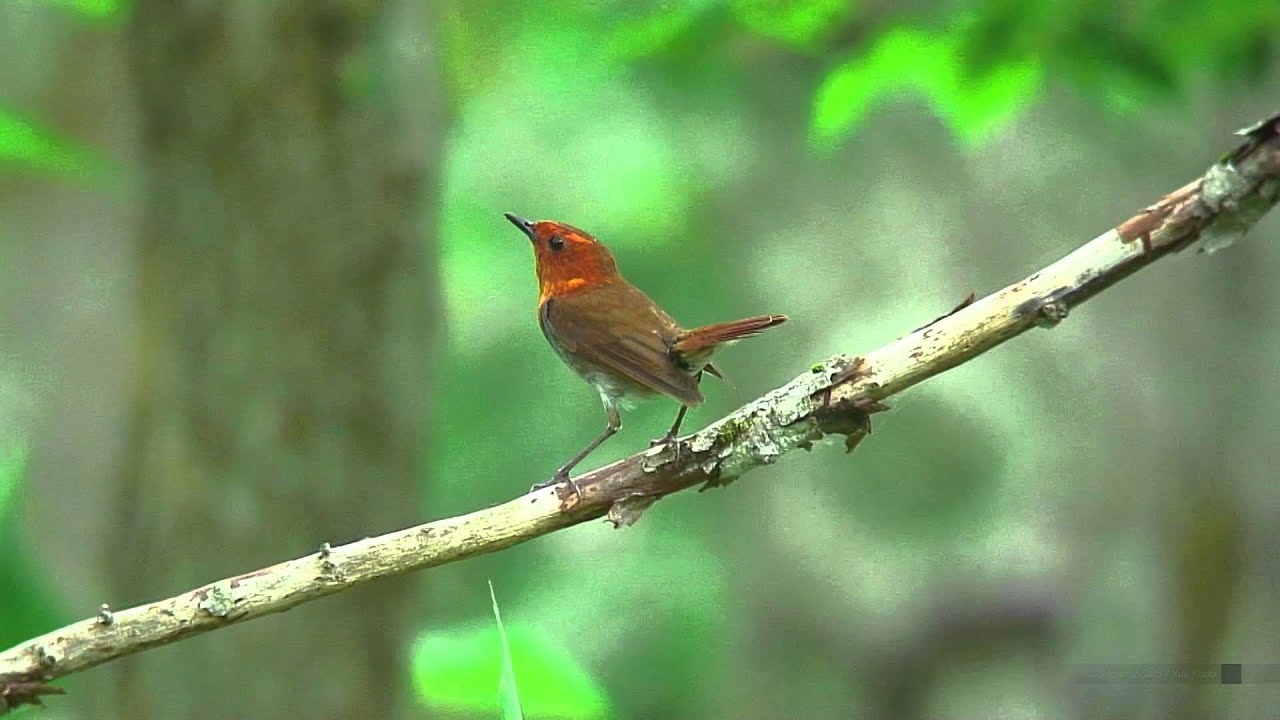 コマドリ（5）さえずり - Japanese Robin - Wild Bird - 野鳥 動画図鑑