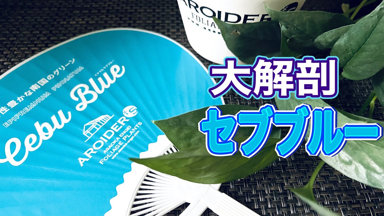 ポトスなの？】セブブルーとその仲間たち - YouTube