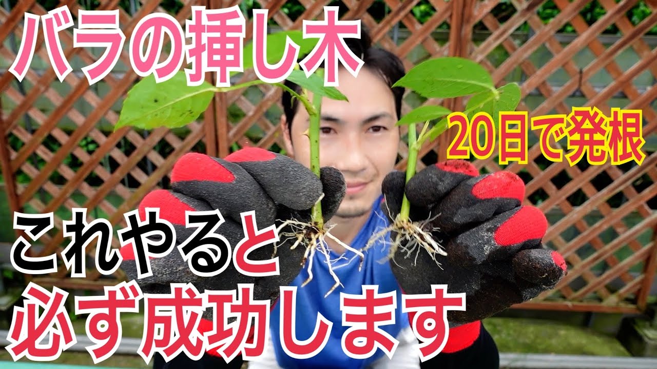 How to Propagate Roses] We will explain how to take cuttings in