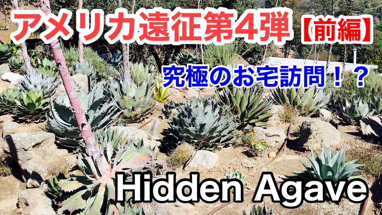 アメリカ遠征】第4弾(前編)アガベ界で有名なHidden Agaveに行ってきた
