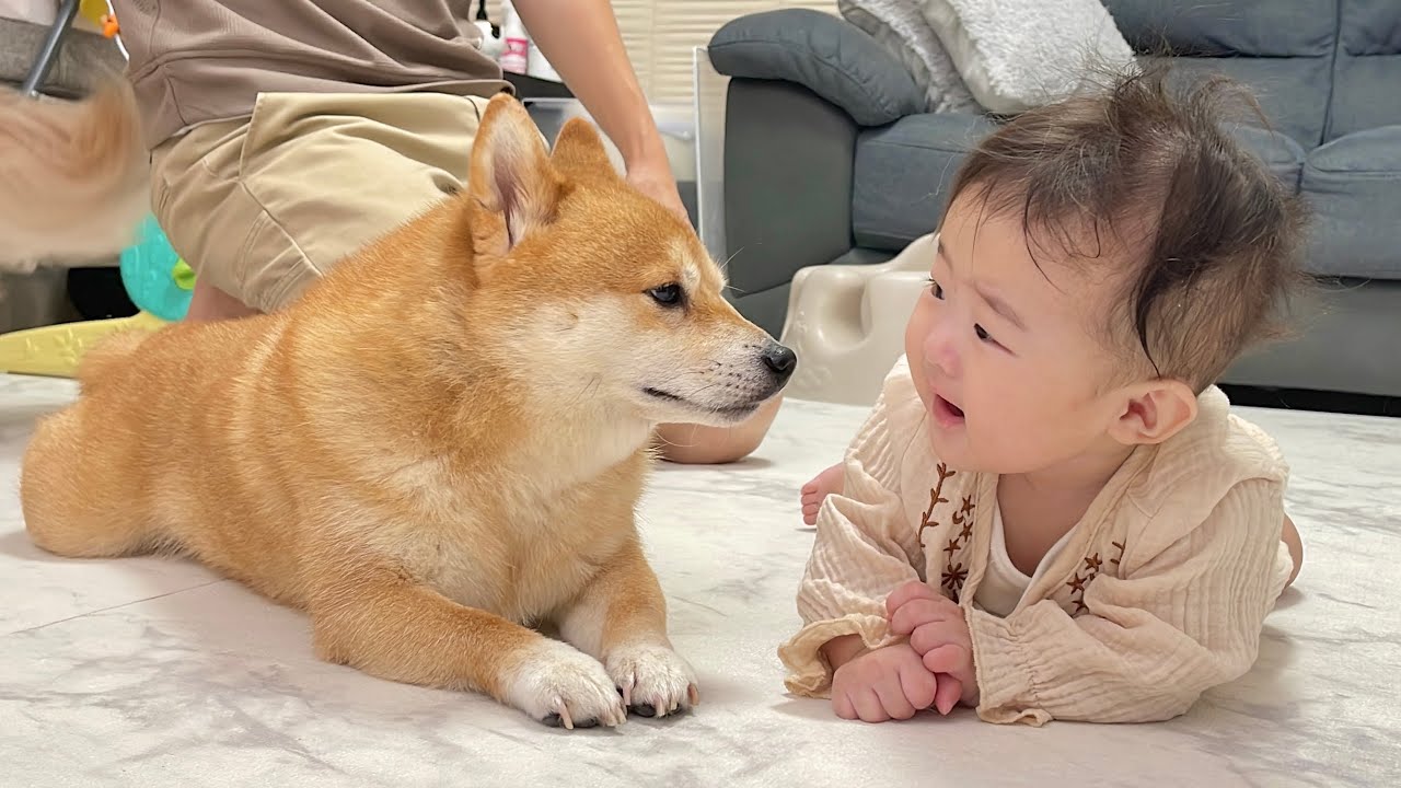 ハイハイのお手本を見せてあげる豆柴が優しすぎました - YouTube