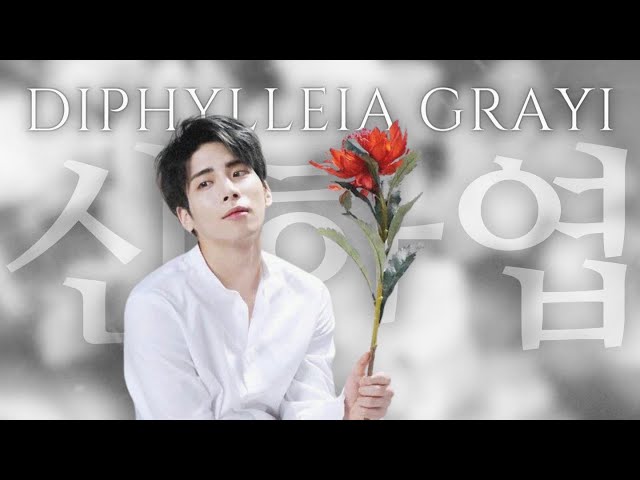 JONGHYUN 종현 'No.4 산하엽 (Diphylleia grayi)' cover - YouTube