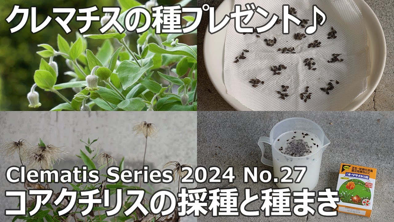 クレマチスシリーズ 2024 No.27】クレマチスの種プレゼント♪ - YouTube