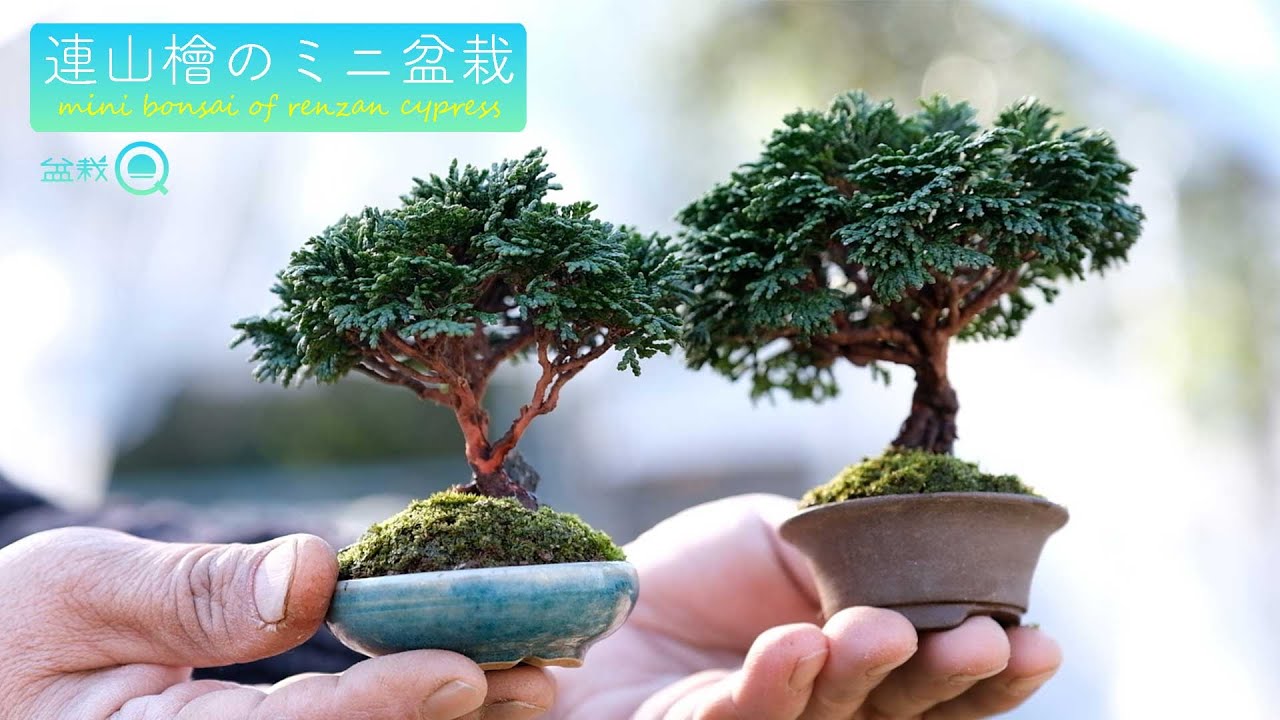 Hinoki] Let's make a mini bonsai by pruning Renzan [Bonsai Q