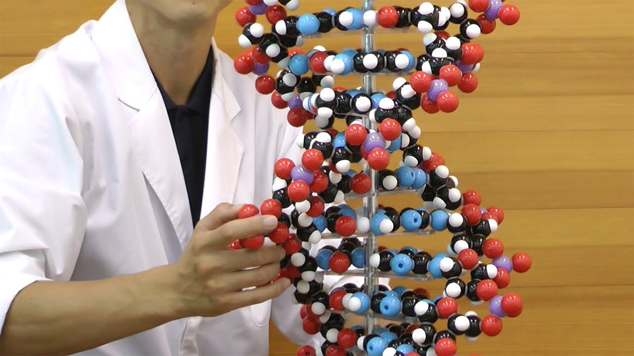 DNAを構成する原子の配置とその立体構造が分かるDNA模型・10層│W19755