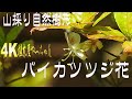 山採り自然樹形バイカツツジ花2023 - YouTube
