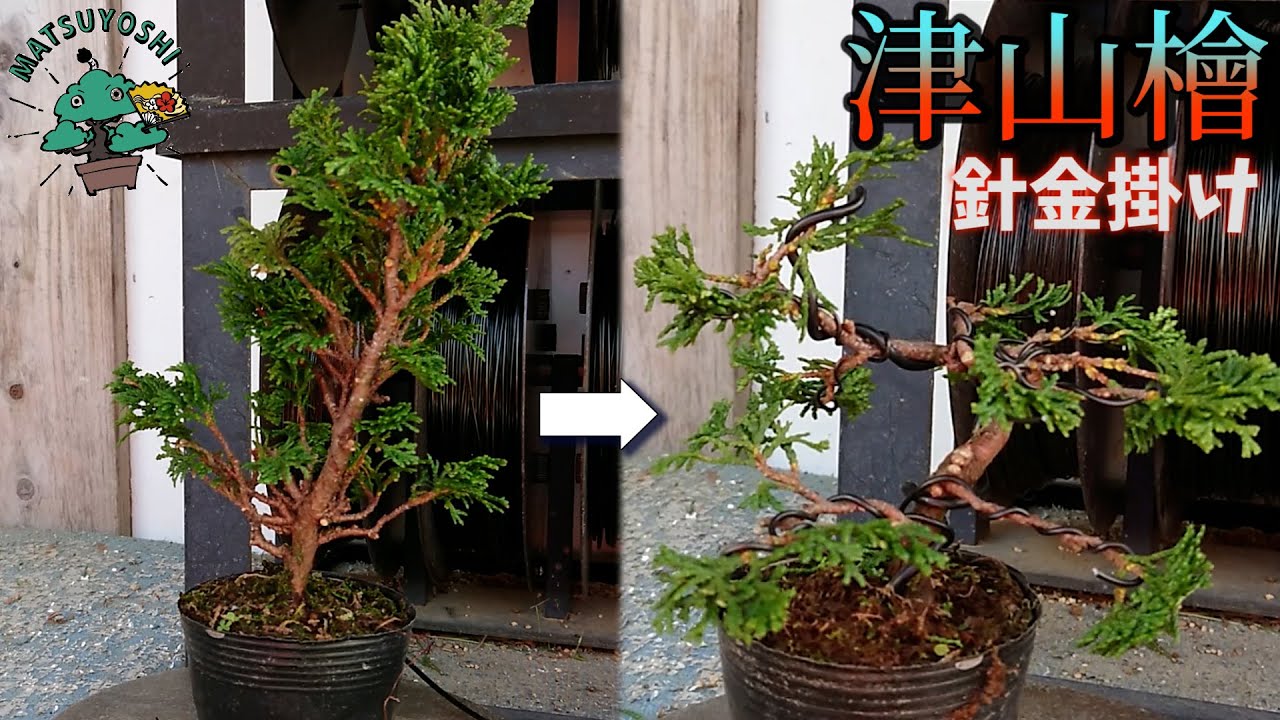 Making a bonsai from a seedling] Shaping Tsuyama Hinoki wood into