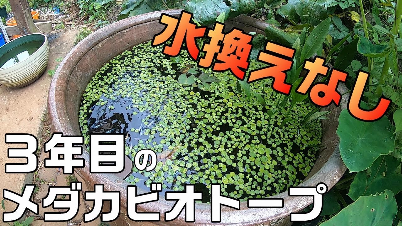 ほぼ水替えなしで3年維持しているメダカビオトープの中はどうなってる