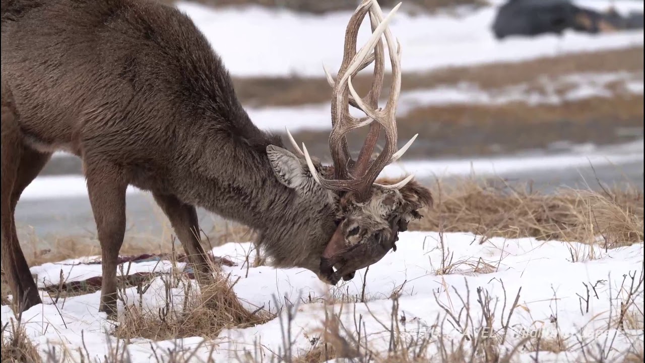 Hokkaido Sika Deer with dead deer head （絡み角のエゾシカ・野付