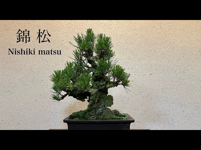 錦松】迫力がすごい錦松を購入しました - YouTube