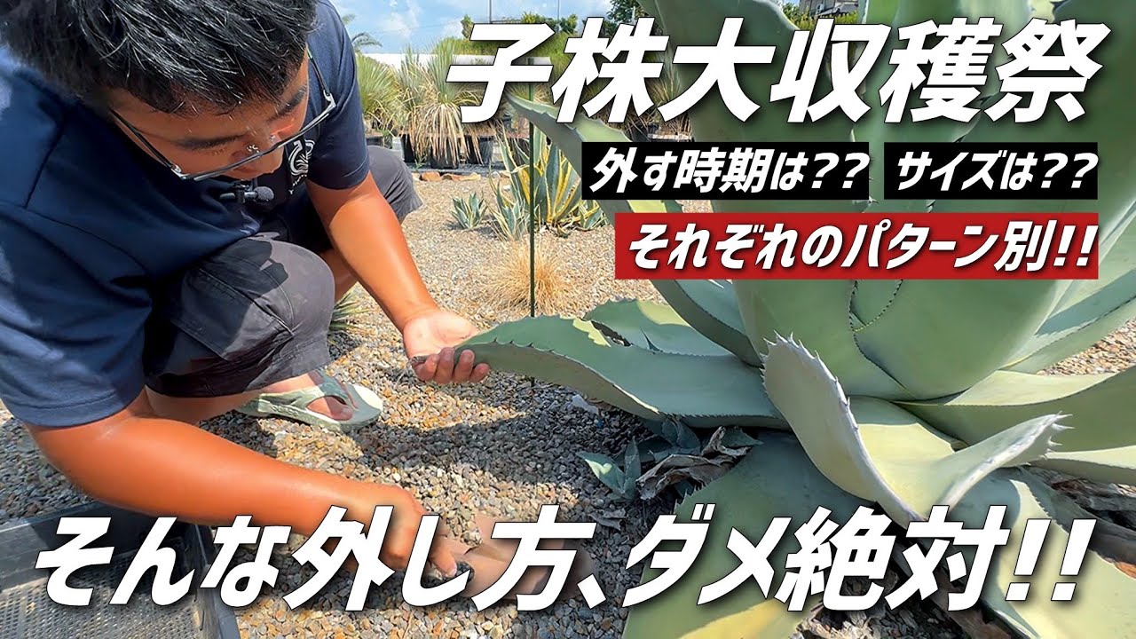 Agave] Here are some things to keep in mind when removing the