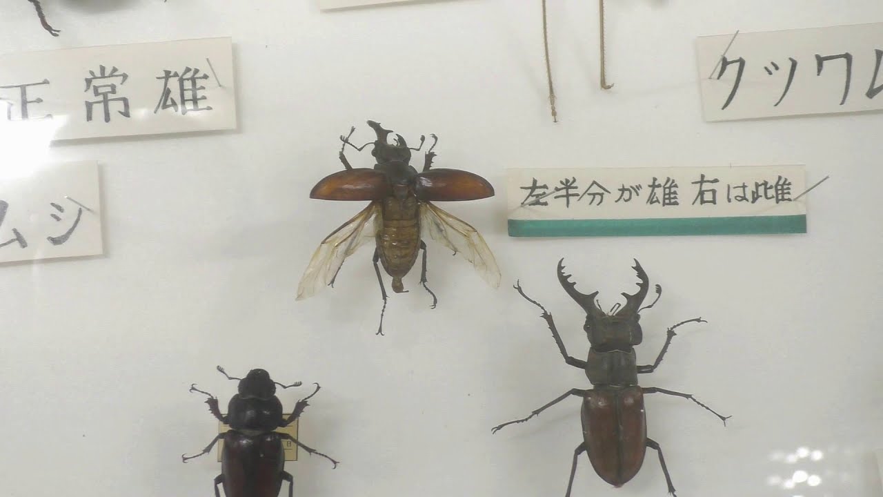 maxresdefault.jpg?sqp=-