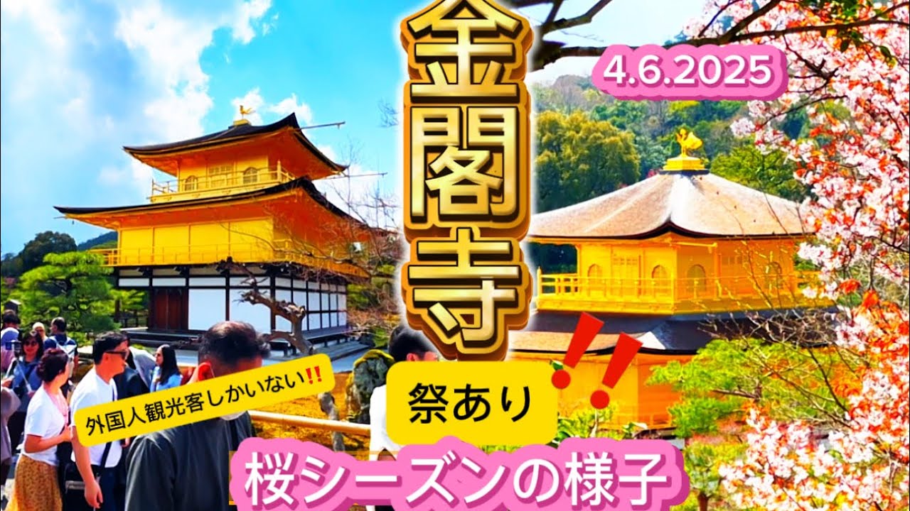 金閣寺桜シーズン2025】外国人観光客大騒ぎ‼️京都の桜シーズン